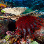 Beautiful but deadly: crown-of-thorns starfish eat coral, and population explosions in American Samoa have made them a threat to reef health. Help the reef thrive by reporting any crown-of-thorns starfish you see to the sanctuary. (Photo: Greg McFall/NOAA)
