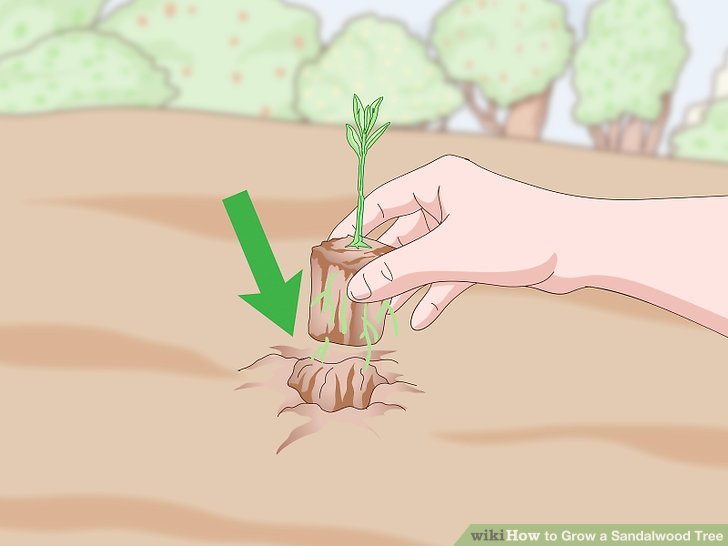 Grow a Sandalwood Tree Step 9.jpg