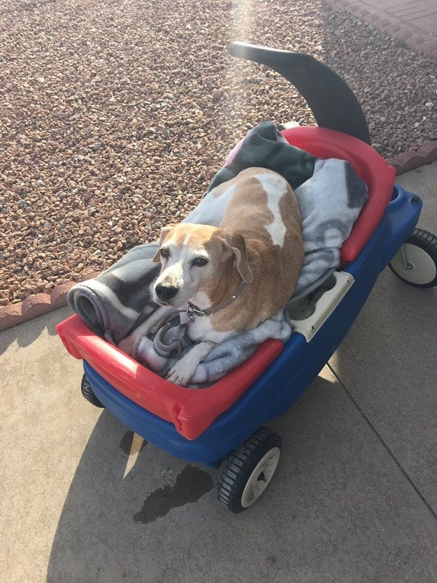 Daisy has been with the family for eight years, but recently, they discovered she had a ruptured disk in her back and could no longer control the lower half of her body. Unfortunately, Daisy was too already old for surgery.