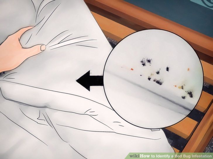 Identify a Bed Bug Infestation Step 2 Version 3.jpg