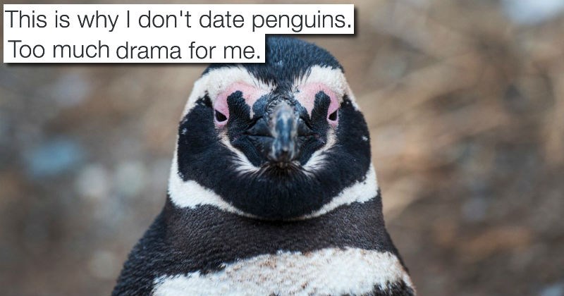 twitter,list,penguins,fight,love,brutal,animals
