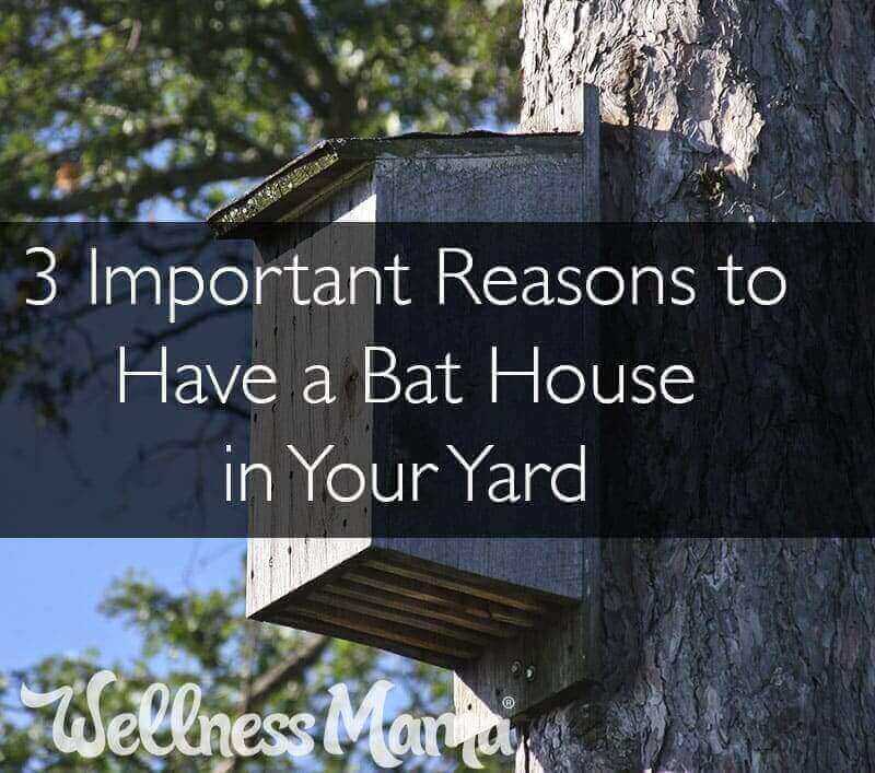 3 Important Reasons to Have a Bat House in Your Yard