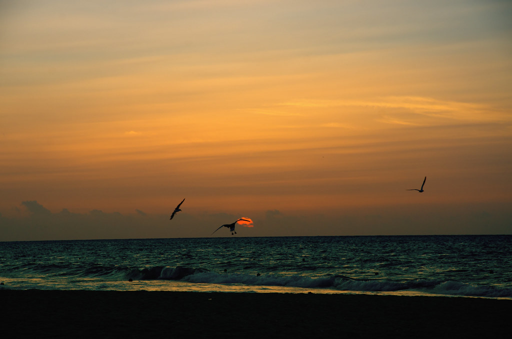 sunrise birds