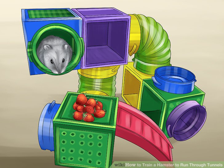 Train a Hamster to Run Through Tunnels Step 5.jpg