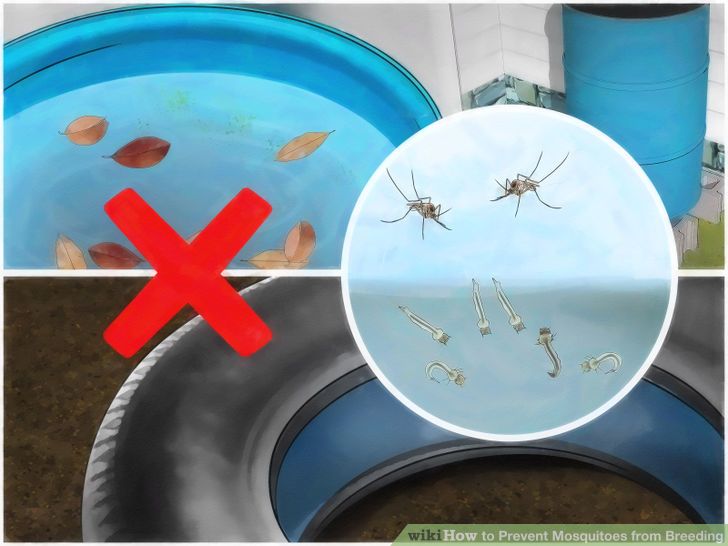 Prevent Mosquitoes from Breeding Step 1 Version 3.jpg