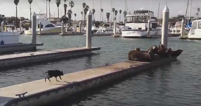 Dog chases walruses off dock