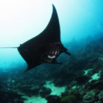 A Pohnpeian “black beauty,” an all-black morph manta ray © Julie Hartup, Micronesian Conservation Coalition