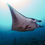Pohnpei manta ray © Julie Hartup, Micronesian Conservation Coalition