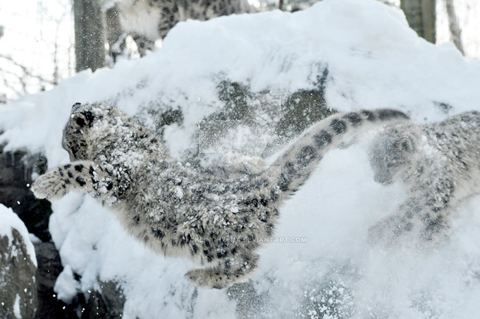 Snow Leopard Cubs