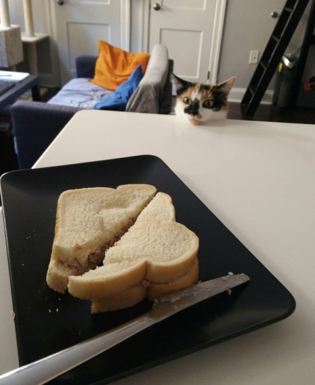 I decided to make a tuna sandwich today