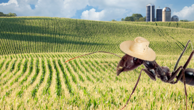 Ants behave as mini farmers