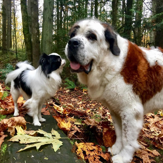 This tiny papillon is Lulu, and the Saint Bernard she's gazing at is her big brother, Blizzard.