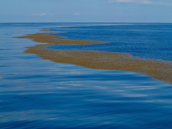 بحر ساراجاسو