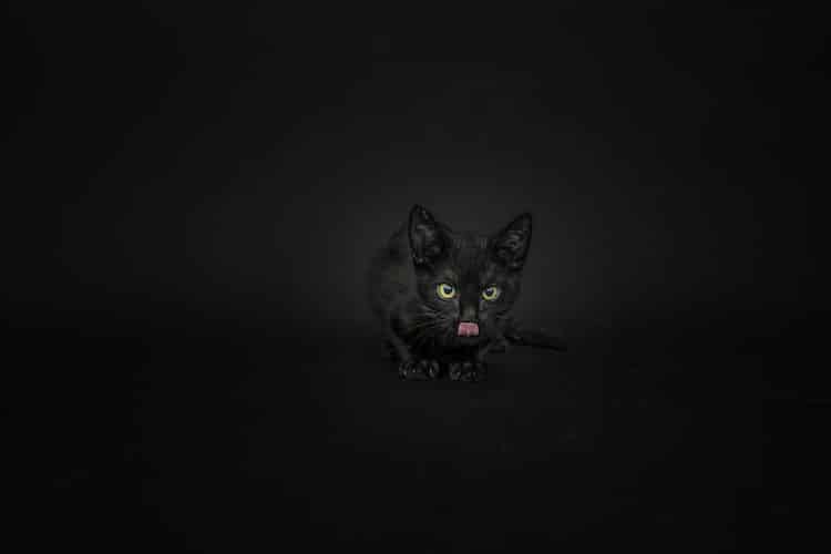 Photos of Black Cats by Casey Elise Christopher