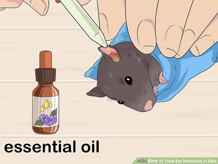 Treat Ear Infections in Rats Step 12.jpg