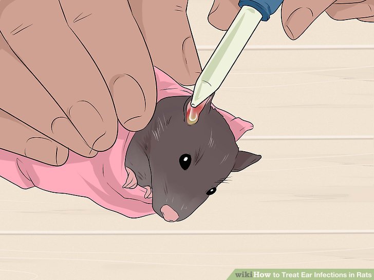 Treat Ear Infections in Rats Step 11.jpg