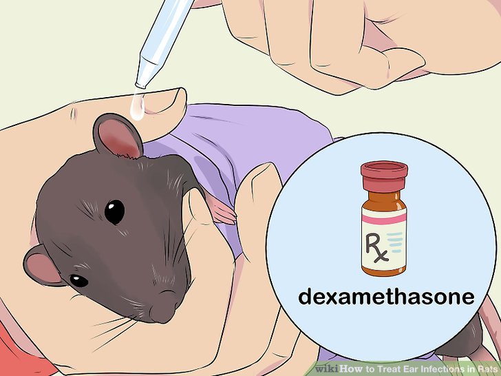 Treat Ear Infections in Rats Step 9.jpg