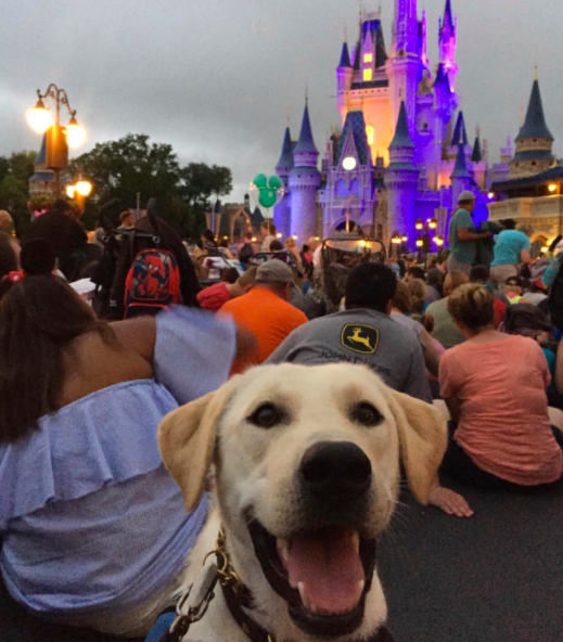 My two greatest passions in life (and probably yours also) are dogs and Disney, so I always felt sad when my family went on vacation and I had to leave my poor pupper behind.