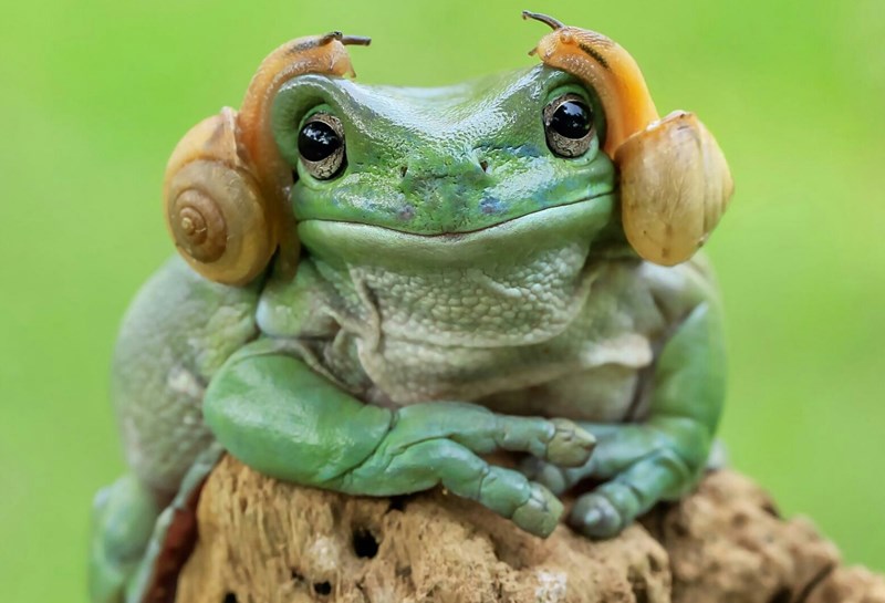 star wars,photoshop battle,funny,Princess Leia,frog