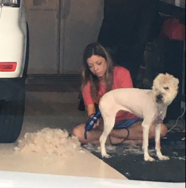 Mackenzie Neel, the daughter of the family, told BuzzFeed News that she pulled up from school only to see this — her mom removing all of Abbie's fur.
