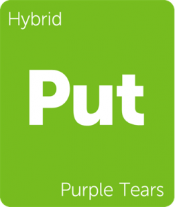 Leafly Purple Tears hybrid cannabis strain