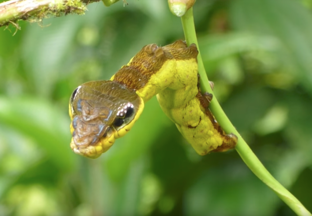 Behold the Hemeroplanes triptolemus (that's science talk for cool caterpillar that looks like a Viper Snake)