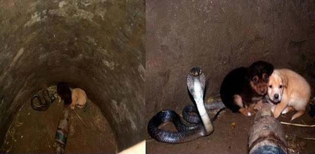 Two Puppies Fall Into A Deep Pit With A Dangerous Cobra And The Cobra Totally Surprised Everyone With What It Did!