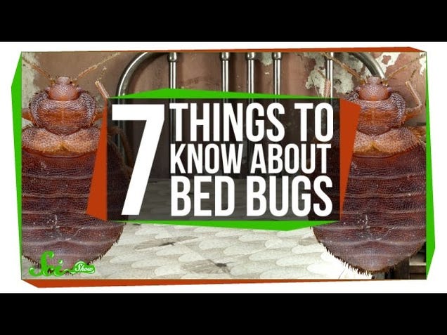 Everything You Need to Know About Bed Bugs, In One Video