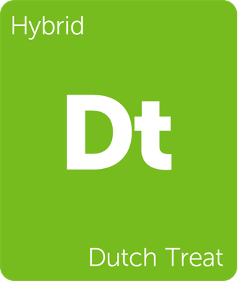 Leafly Dutch Treat hybrid cannabis strain