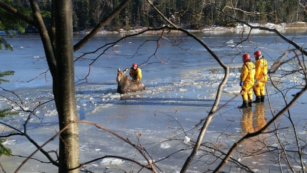 Axe-wielding firefighters in New Brunswick braved a frigid river to save a moose stuck in the ice.