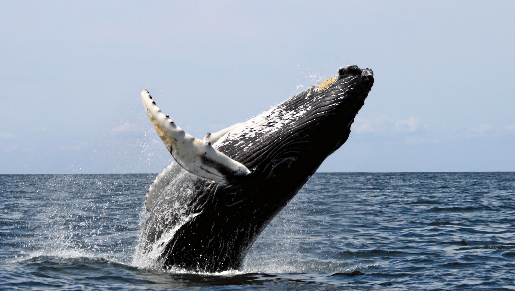 الحيتان تقفز من الماء 