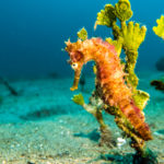 Seahorses of all types are common when you're muck diving off Dauin. We spotted this one just north of Dauin, near Dumaguete.