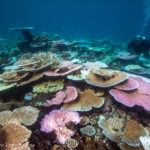 Corals come in every shade of the rainbow at Trolley Shoals