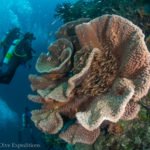 Coral formations dwarf divers at Cracker Jack