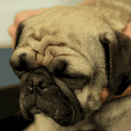 This is Annie, a seven-year-old pug who was rescued by Pug Nation after being picked up as a stray. She got just a little bit sleepy during her face massage.