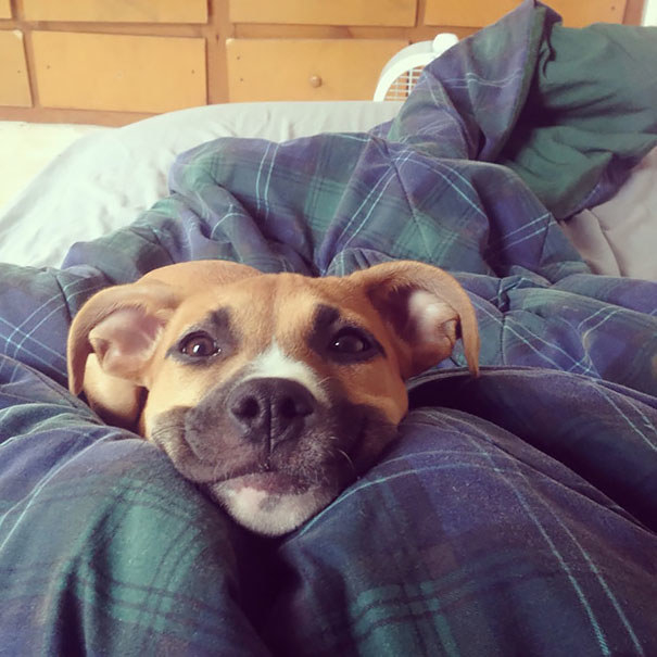 This dog who woke up believing it would be a good day.