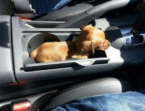 The pup holder