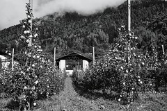Dorf Tirol - Apfelanbau