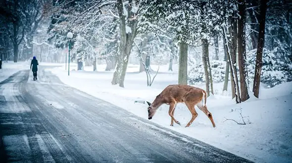free-stock-photo-of-animal-deer