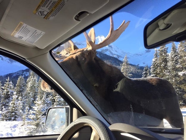 They'd heard reports about moose treating salty cars like lollipops, but they didn't think they'd actually get to witness it firsthand.
