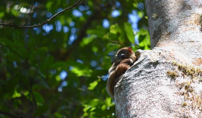 A lemur hiding in a tree