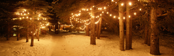 outdoor christmas lights photo