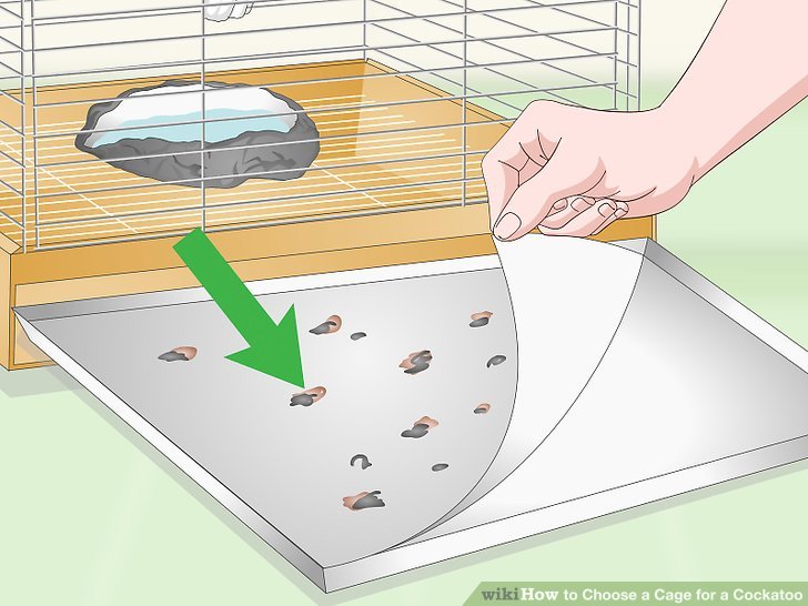 Choose a Cage for a Cockatoo Step 11.jpg