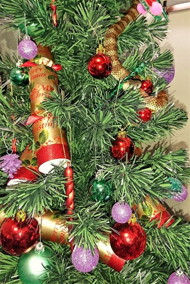 An Australian woman was shocked on Sunday to find a snake, possibly masquerading as tinsel, wrapped around her Christmas tree.