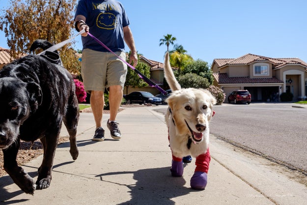 Once she was all settled in her new home, Chi Chi got fitted for her prosthetics.