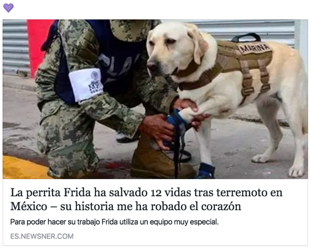 Among the heroes at work in the aftermath of the earthquakes in Mexico, there's one that's especially stolen our hearts: this disaster rescue dog named Frida.