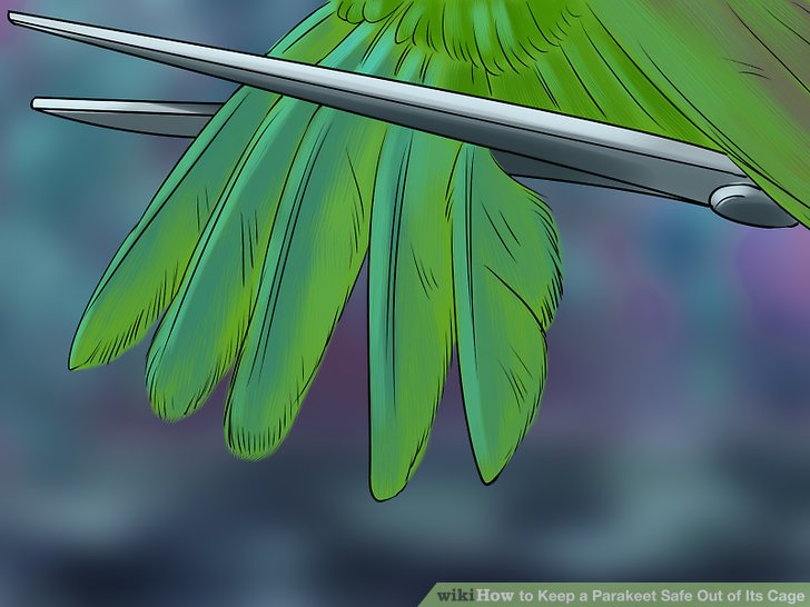 Keep a Parakeet Safe Out of Its Cage Step 2.jpg