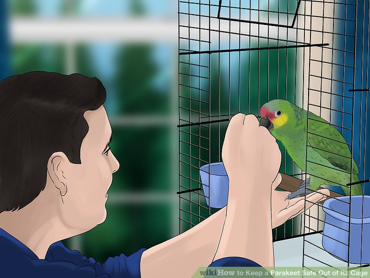 Keep a Parakeet Safe Out of Its Cage Step 10.jpg