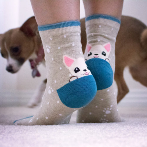 Light Brown Blue Trim White Puppy Socks