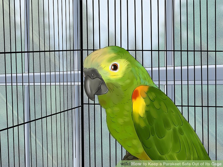 Keep a Parakeet Safe Out of Its Cage Step 1.jpg